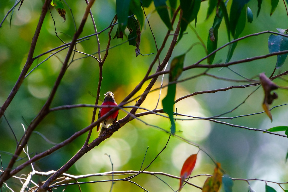 Rose Robin - ML610162165