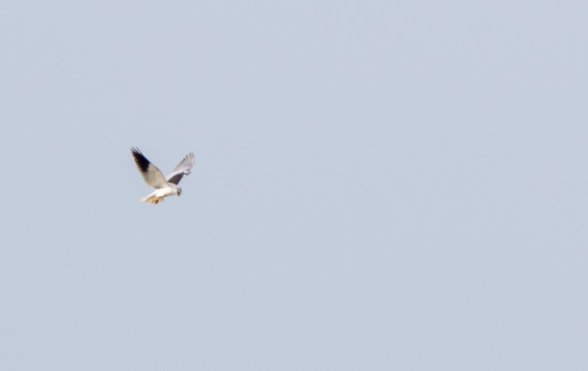 Black-winged Kite - ML610162192