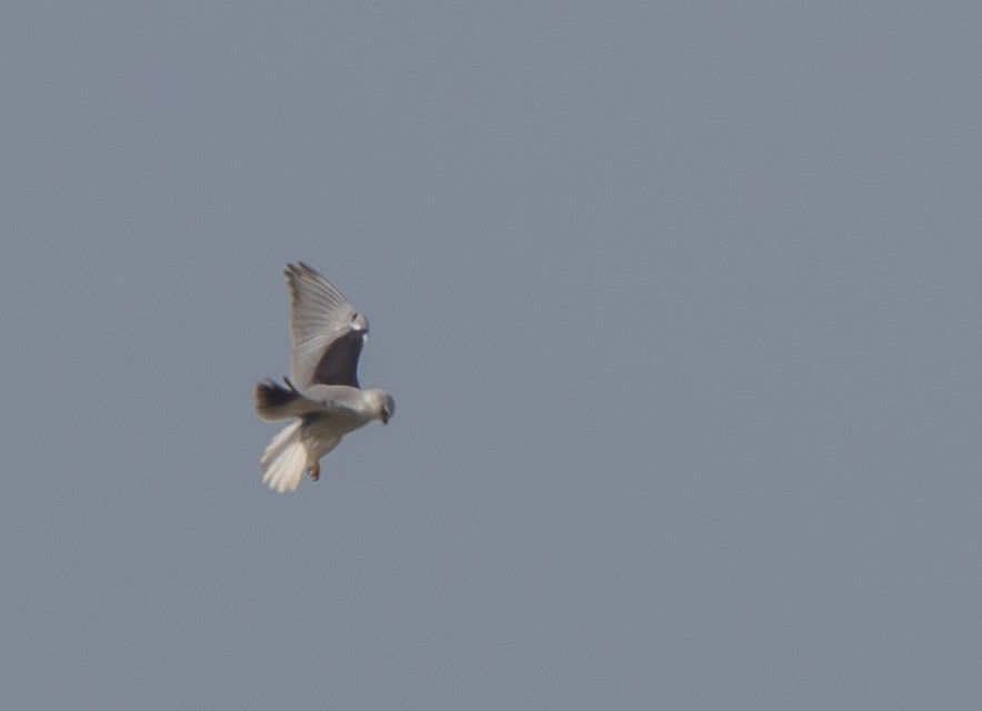 Black-winged Kite - ML610162194