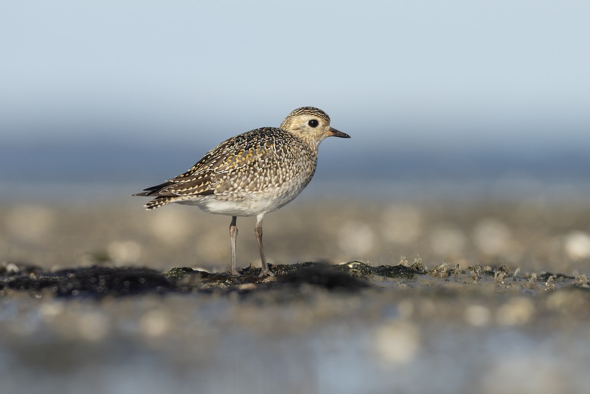 European Golden-Plover - ML610162251