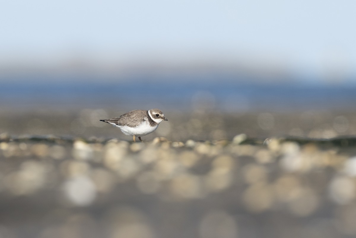 Common Ringed Plover - ML610162256