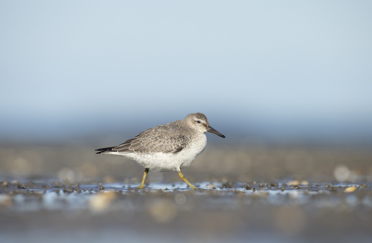 Red Knot - ML610162265