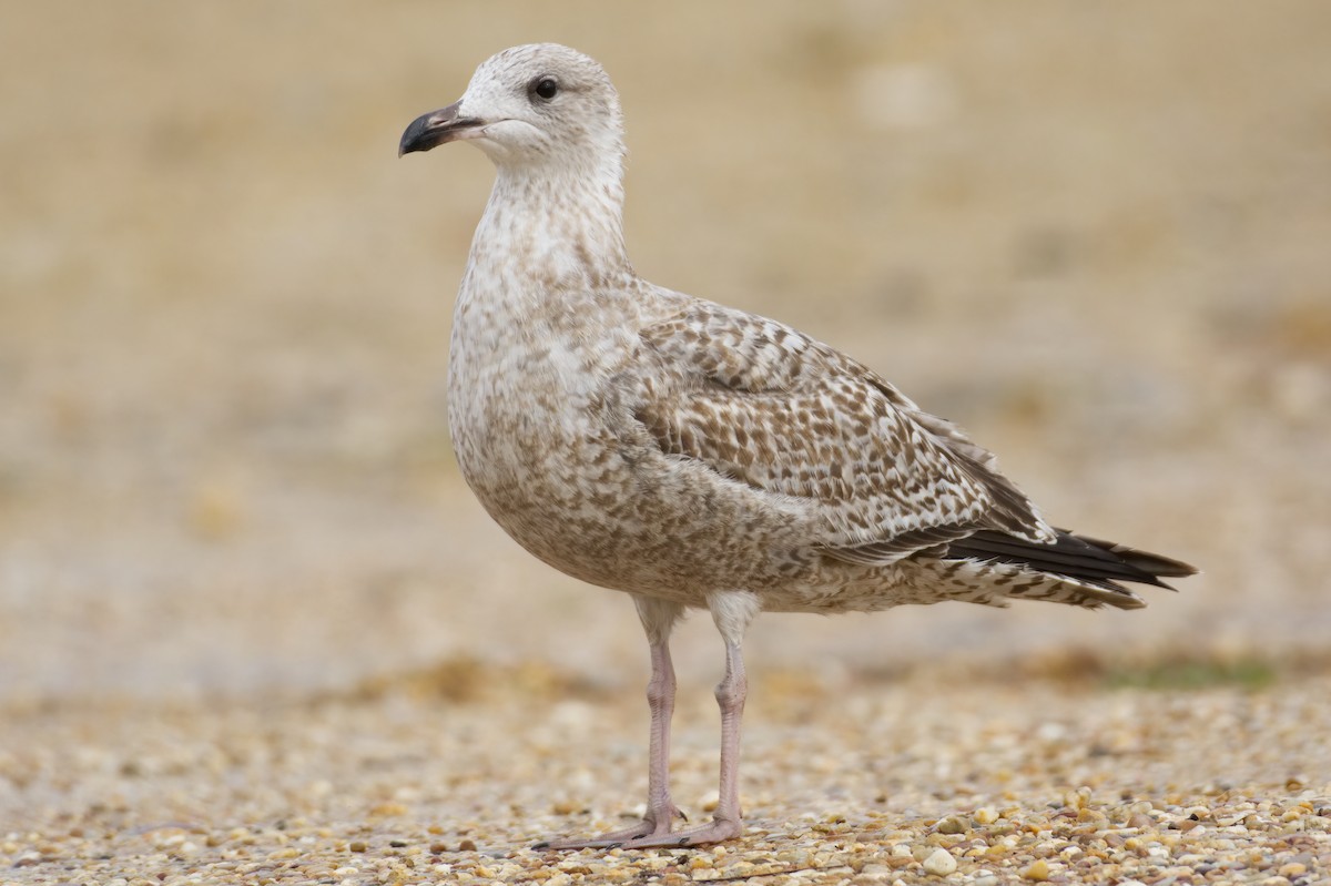 Herring Gull (European) - ML610162315