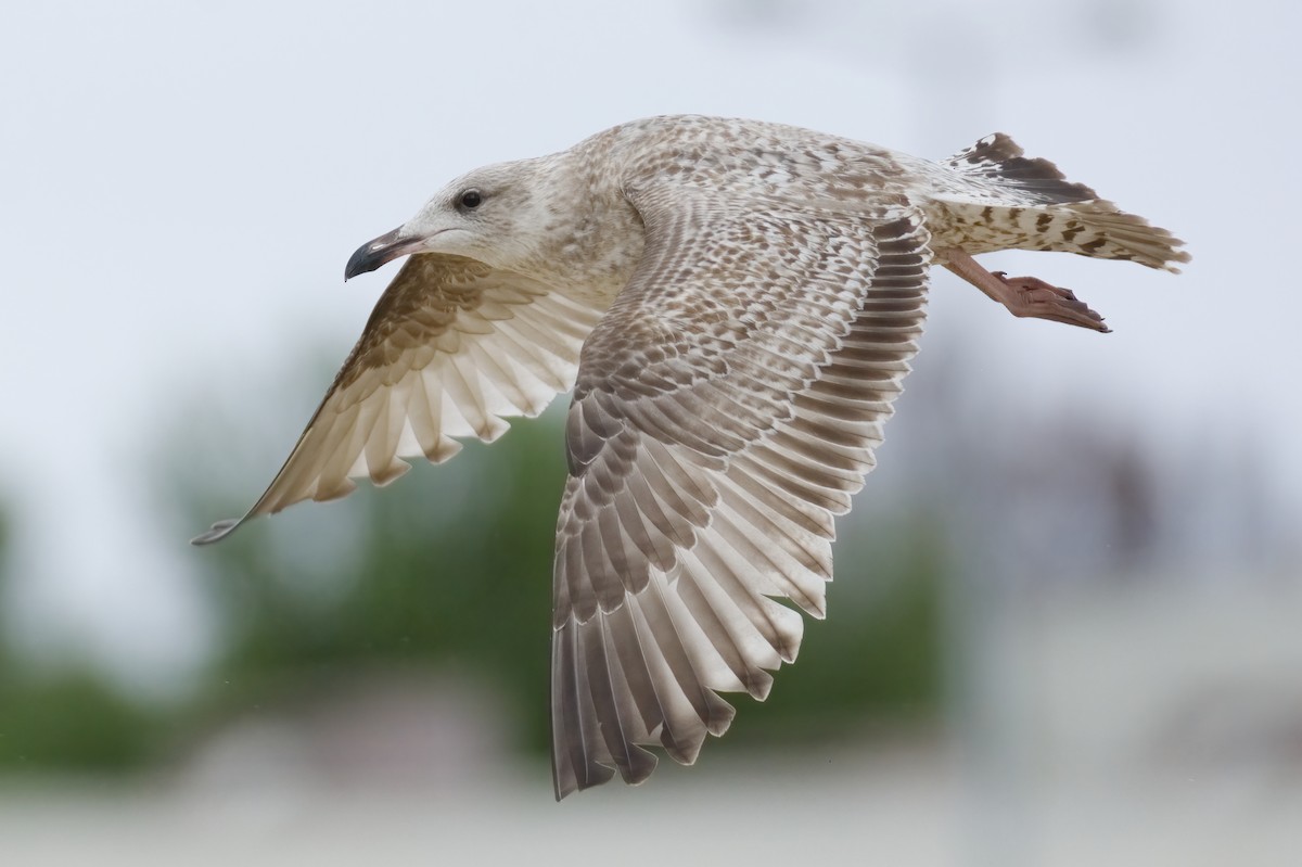 Herring Gull (European) - Vilhelm Fagerström