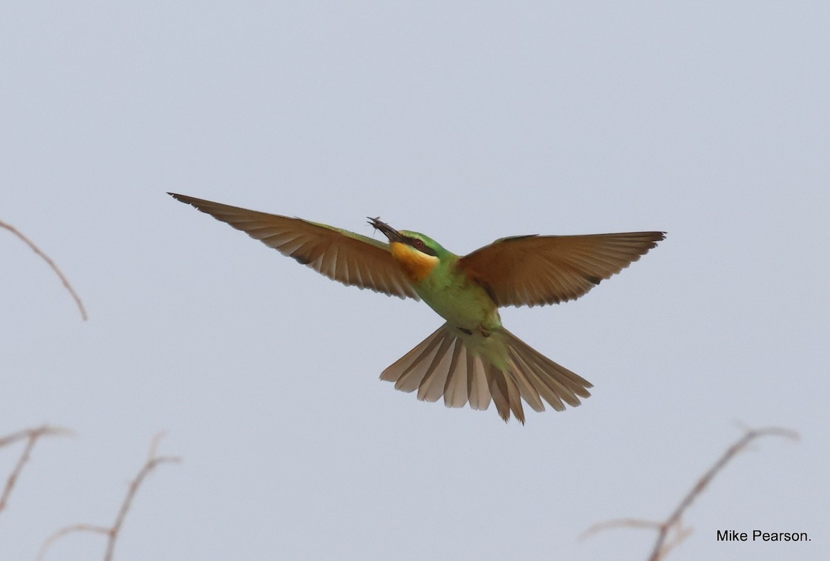 Blue-cheeked Bee-eater - ML610162332