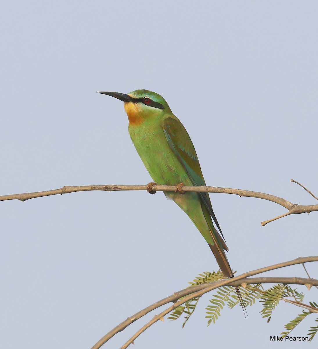 Blue-cheeked Bee-eater - ML610162336