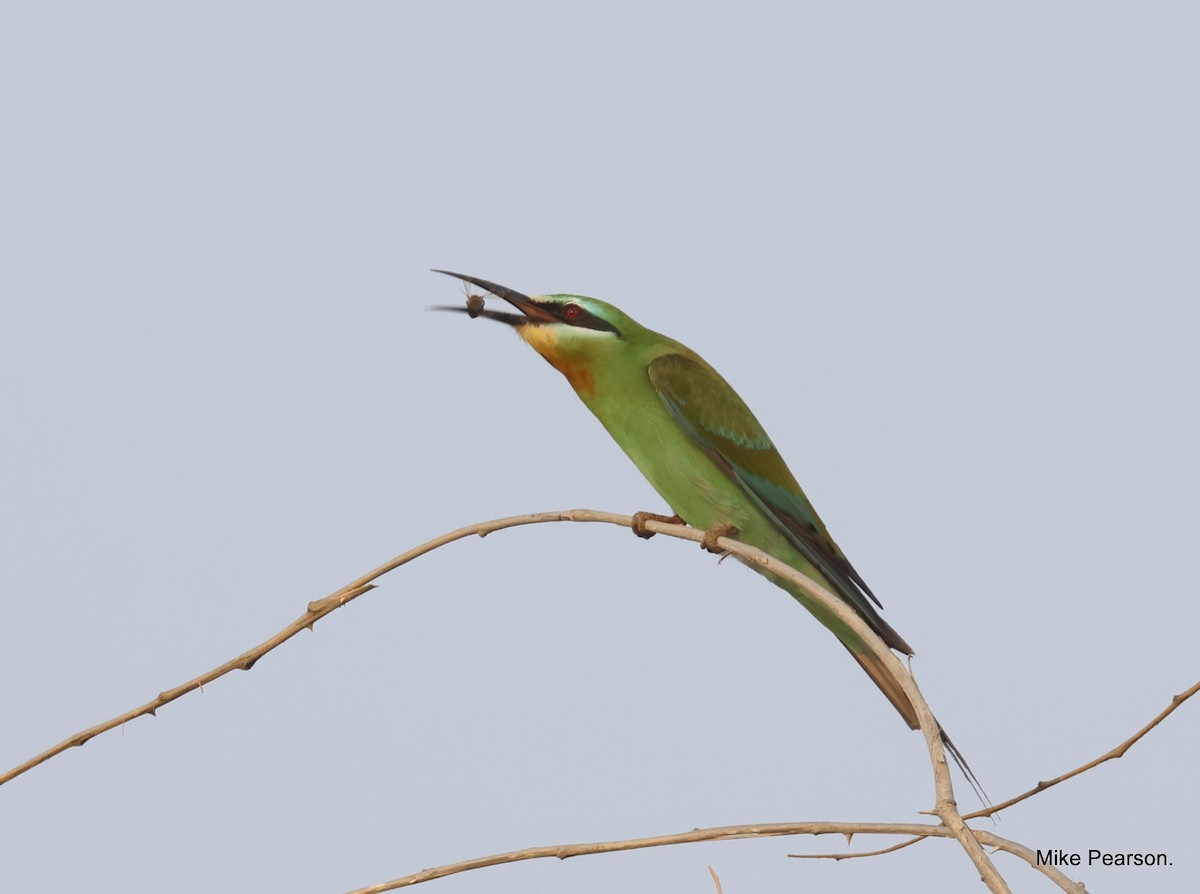 Blue-cheeked Bee-eater - ML610162339