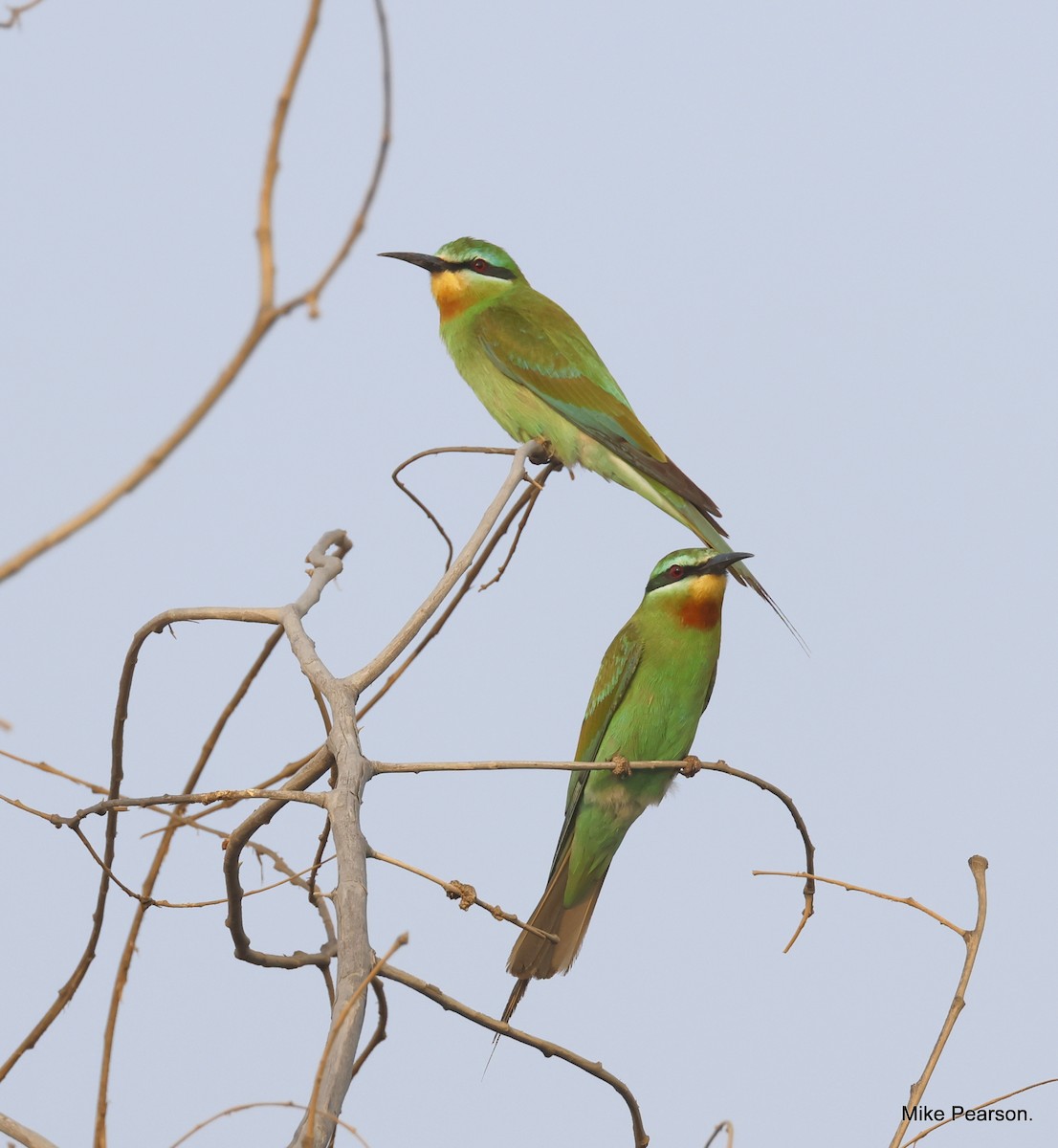 Blue-cheeked Bee-eater - ML610162348