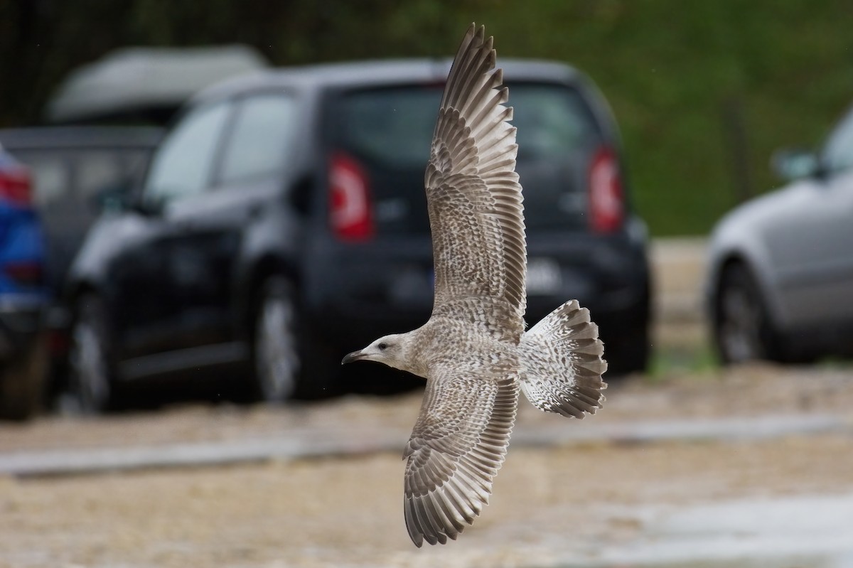 Herring Gull (European) - Vilhelm Fagerström