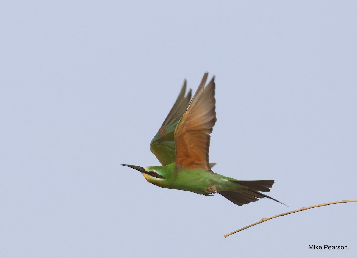 Blue-cheeked Bee-eater - Mike Pearson
