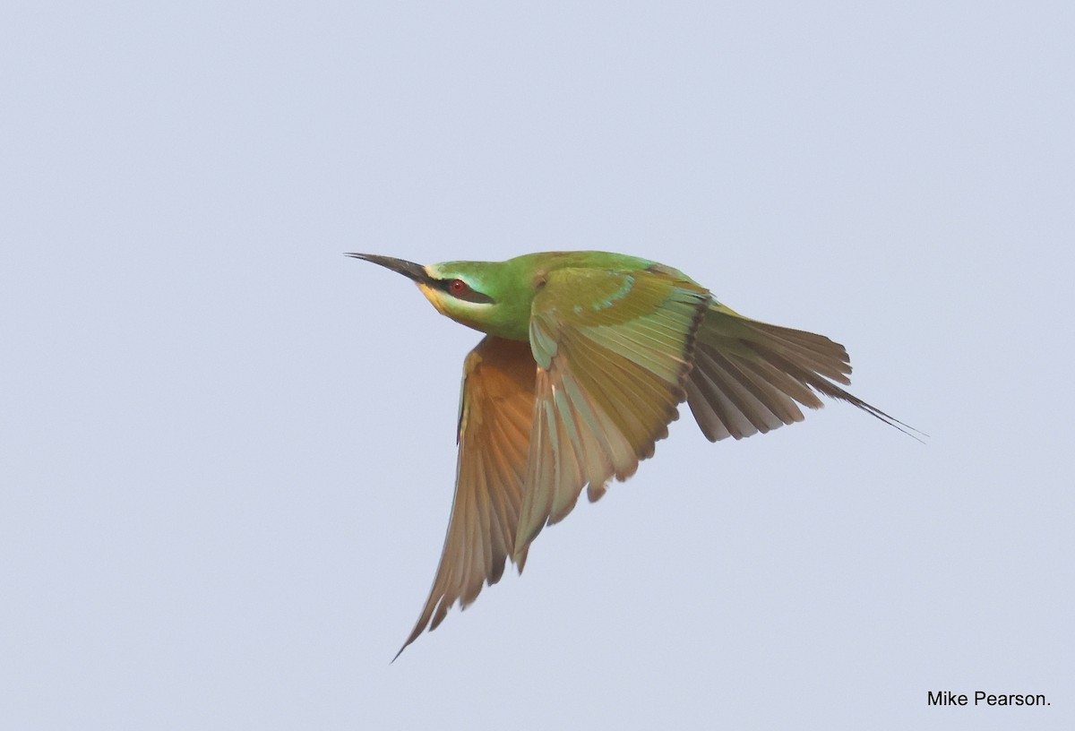 Blue-cheeked Bee-eater - ML610162360