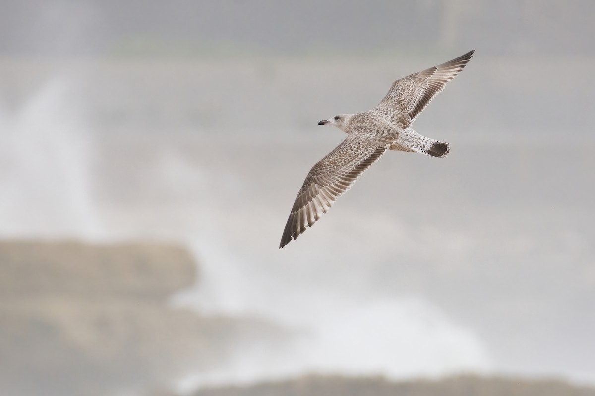 Herring Gull (European) - Vilhelm Fagerström