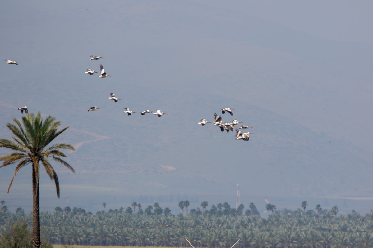 Great White Pelican - ML610162487