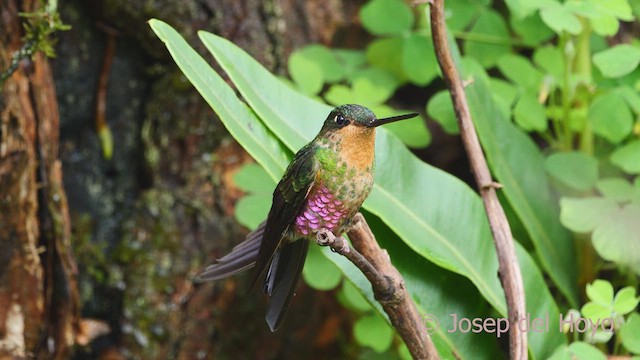 Blue-throated Starfrontlet - ML610162499