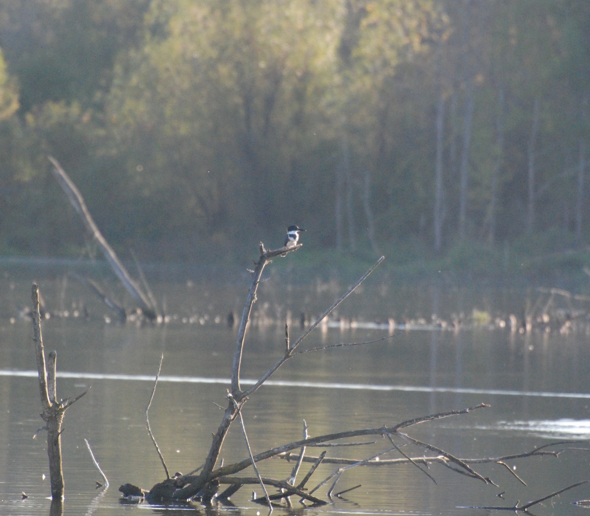 Belted Kingfisher - ML610162527