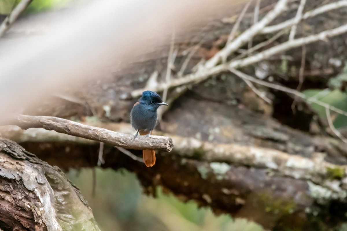 African Paradise-Flycatcher - ML610162587