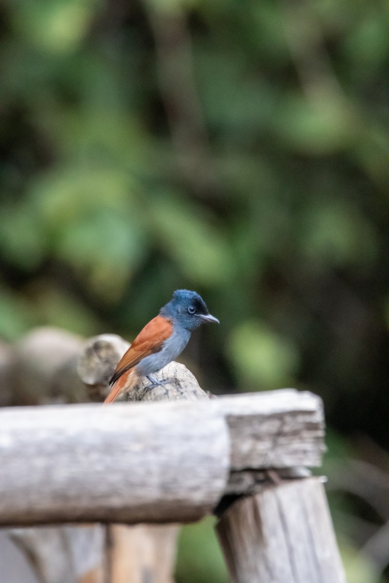 African Paradise-Flycatcher - ML610162589