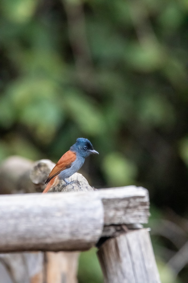 African Paradise-Flycatcher - ML610162590