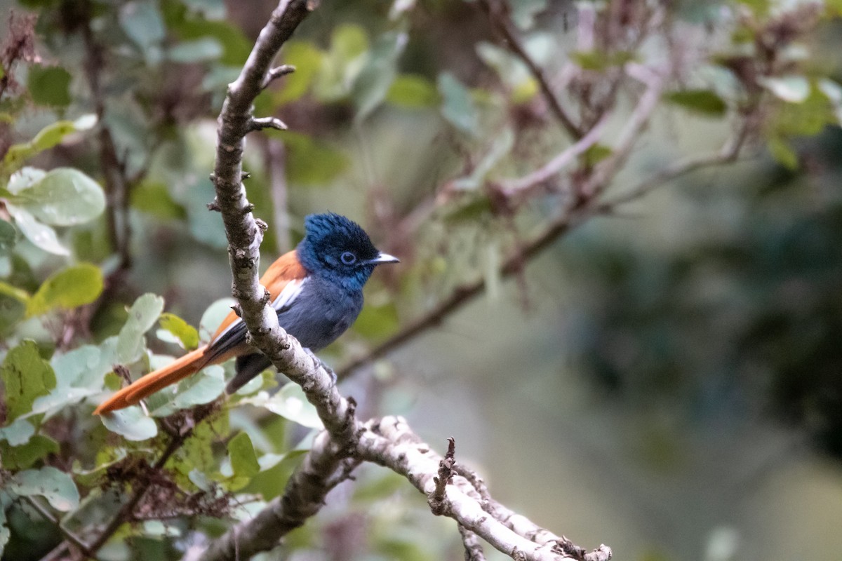 African Paradise-Flycatcher - ML610162592