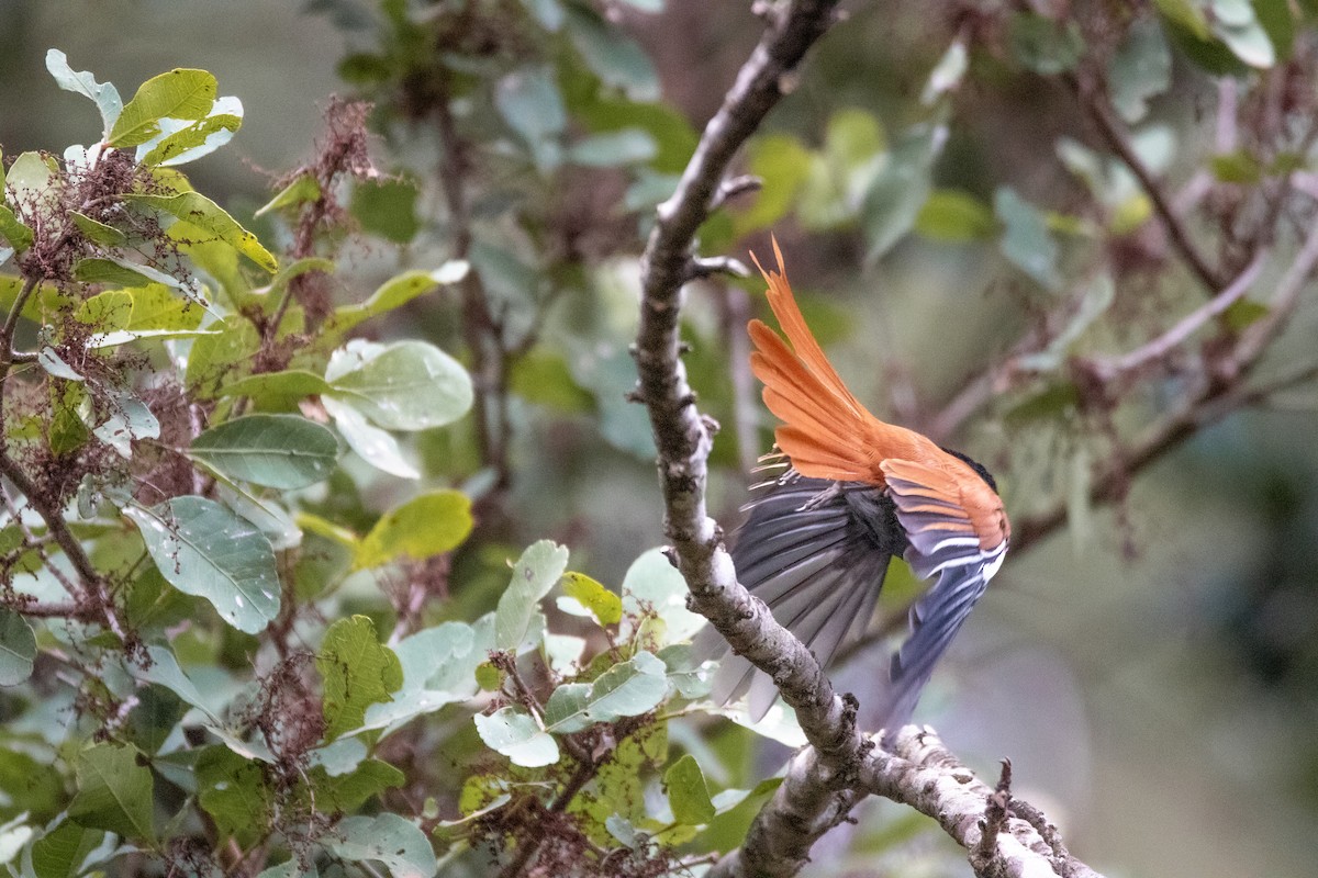 African Paradise-Flycatcher - ML610162596