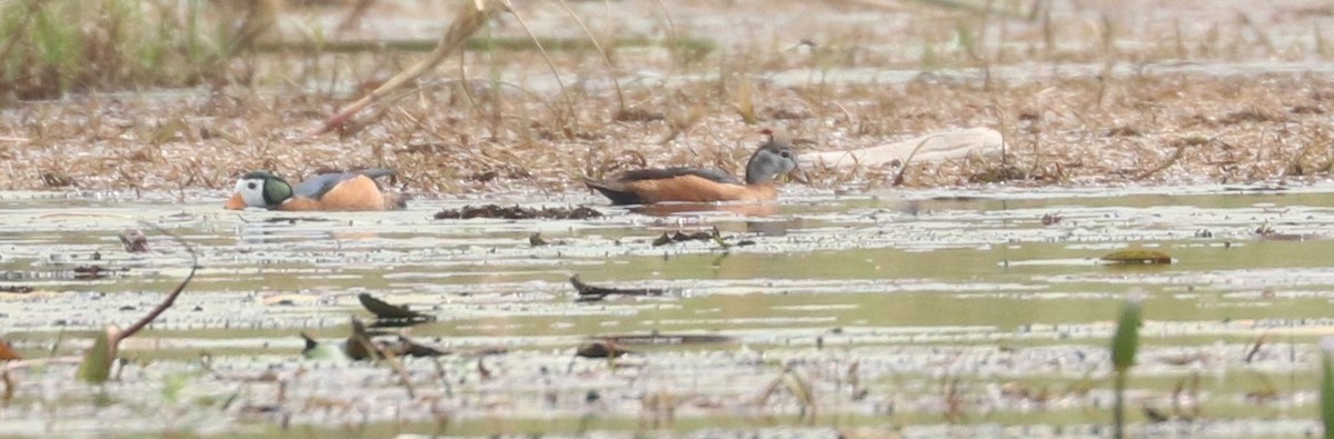 African Pygmy-Goose - ML610162655