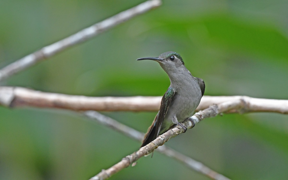 kolibřík šedoprsý (ssp. obscurus) - ML610162704