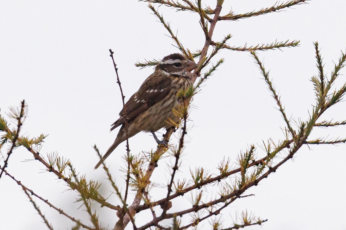 Rose-breasted Grosbeak - Ethel Dempsey