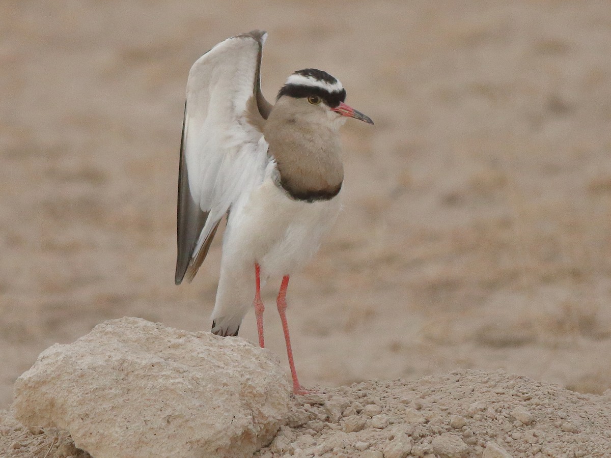 Crowned Lapwing - ML610162777
