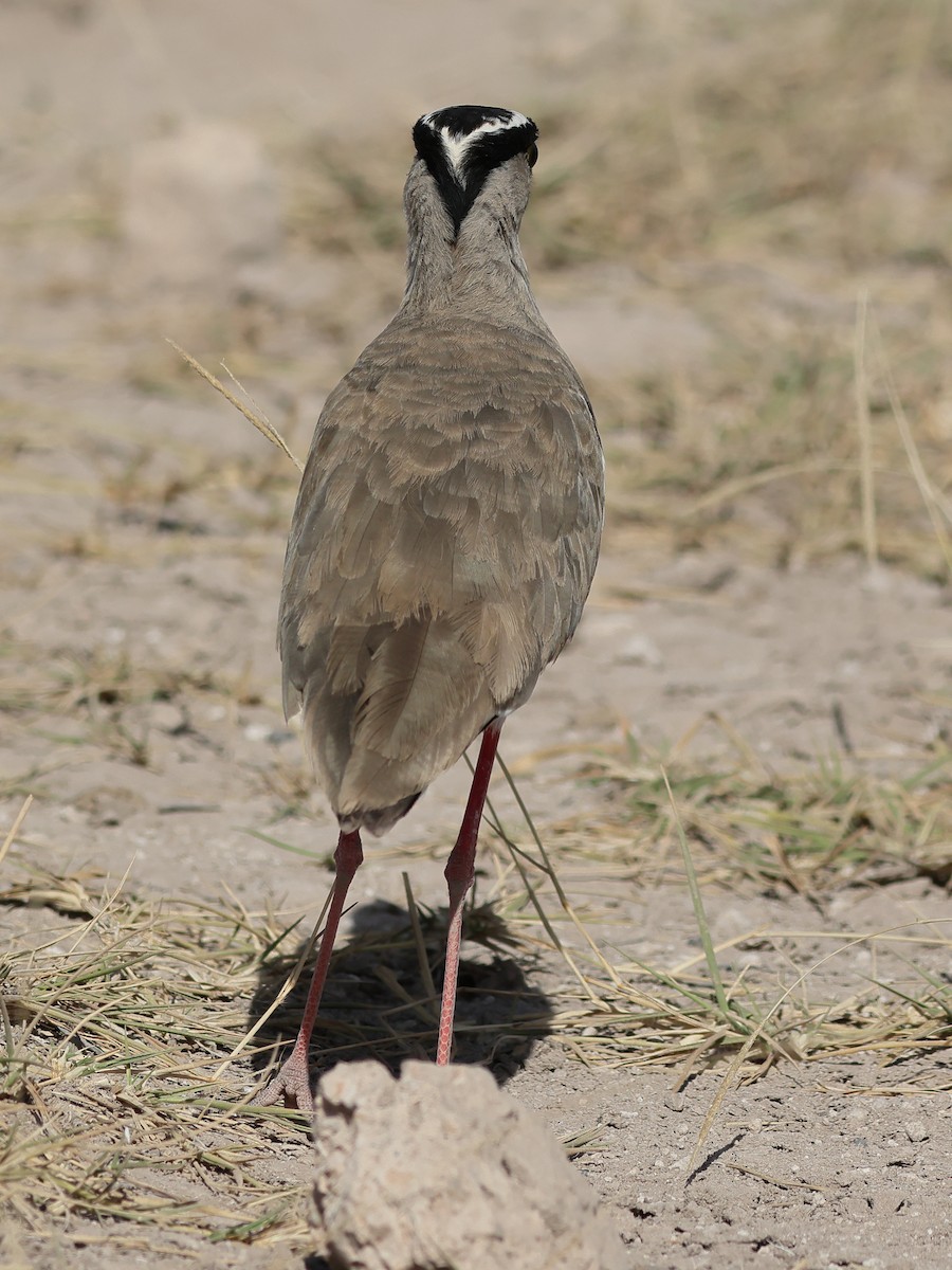 Crowned Lapwing - ML610162778