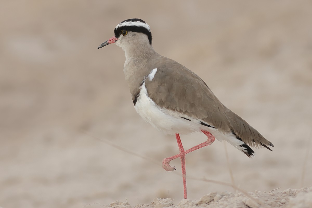 Crowned Lapwing - ML610162779