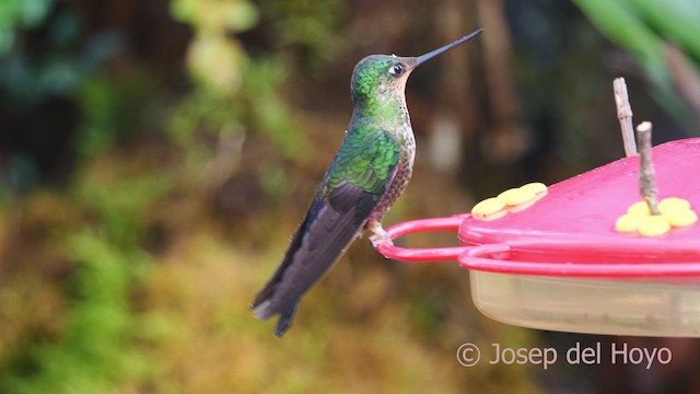 Blue-throated Starfrontlet - ML610162787