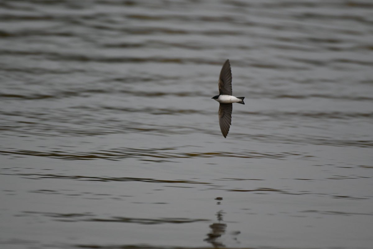 Golondrina Bicolor - ML610162861