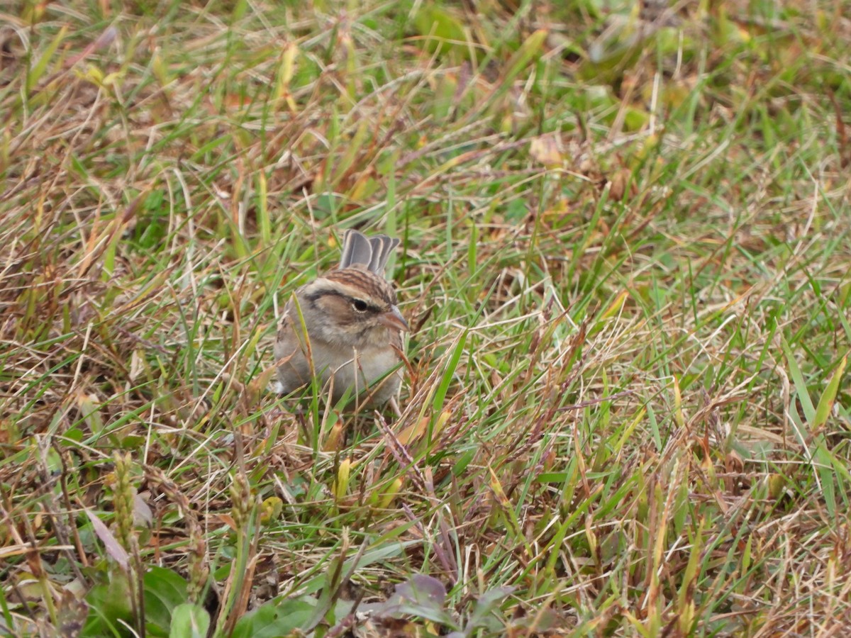 Chipping Sparrow - Rick Luehrs