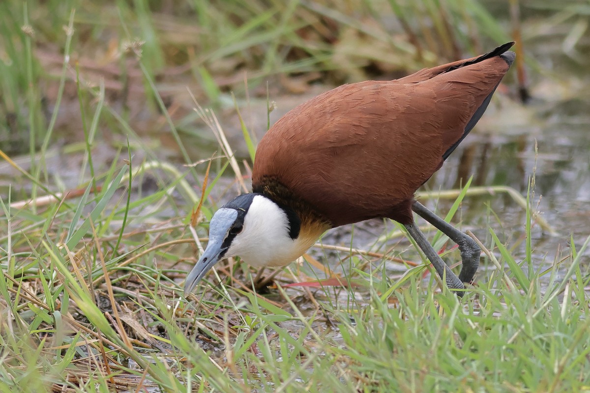 African Jacana - ML610162886