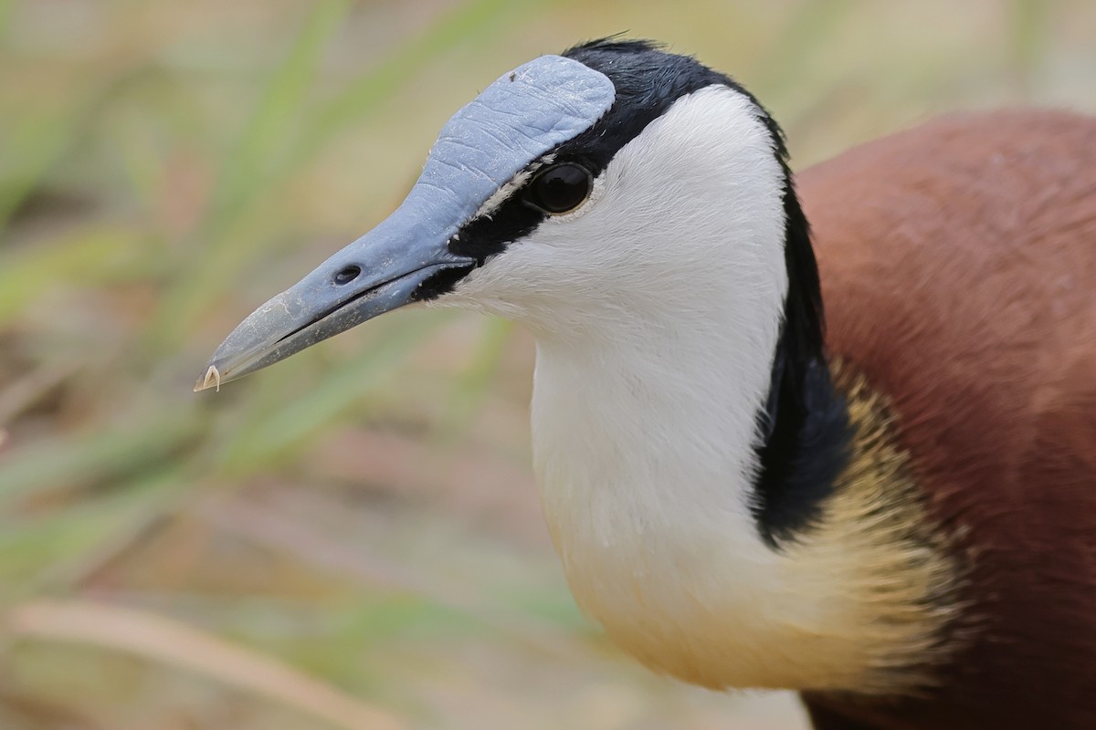 African Jacana - ML610162887