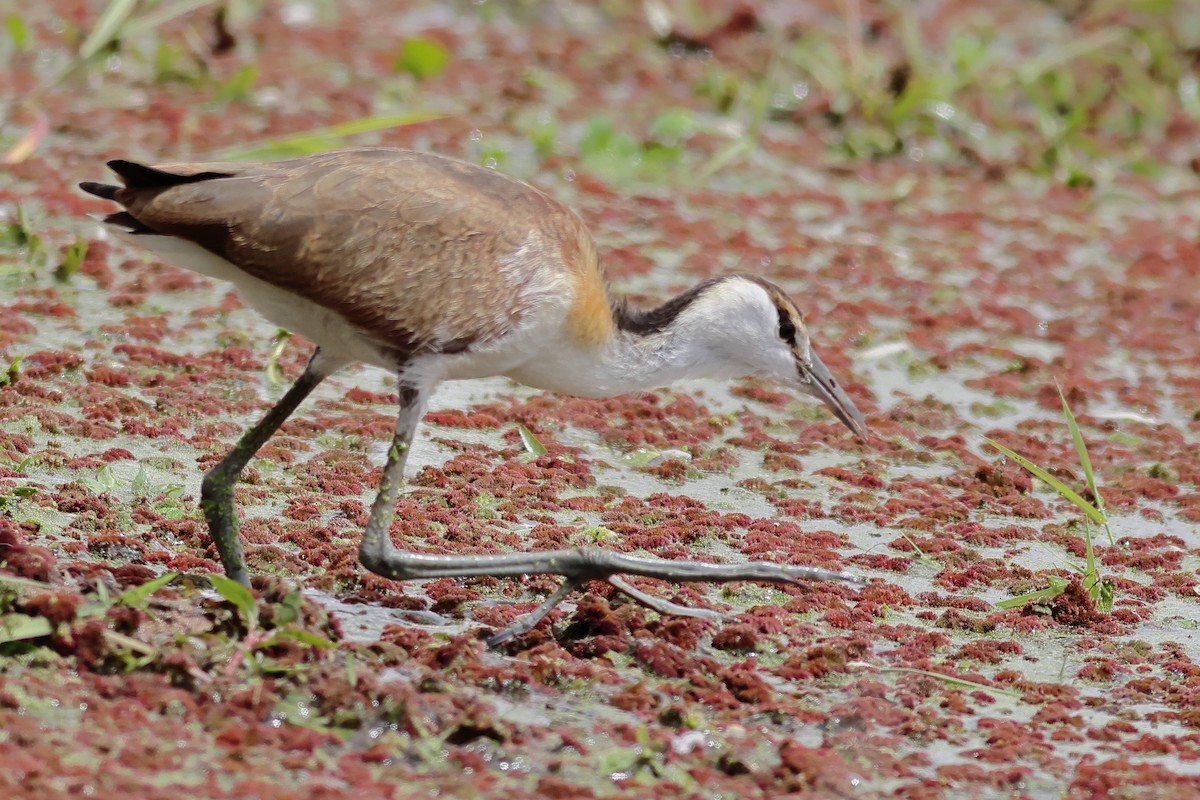 African Jacana - ML610162888