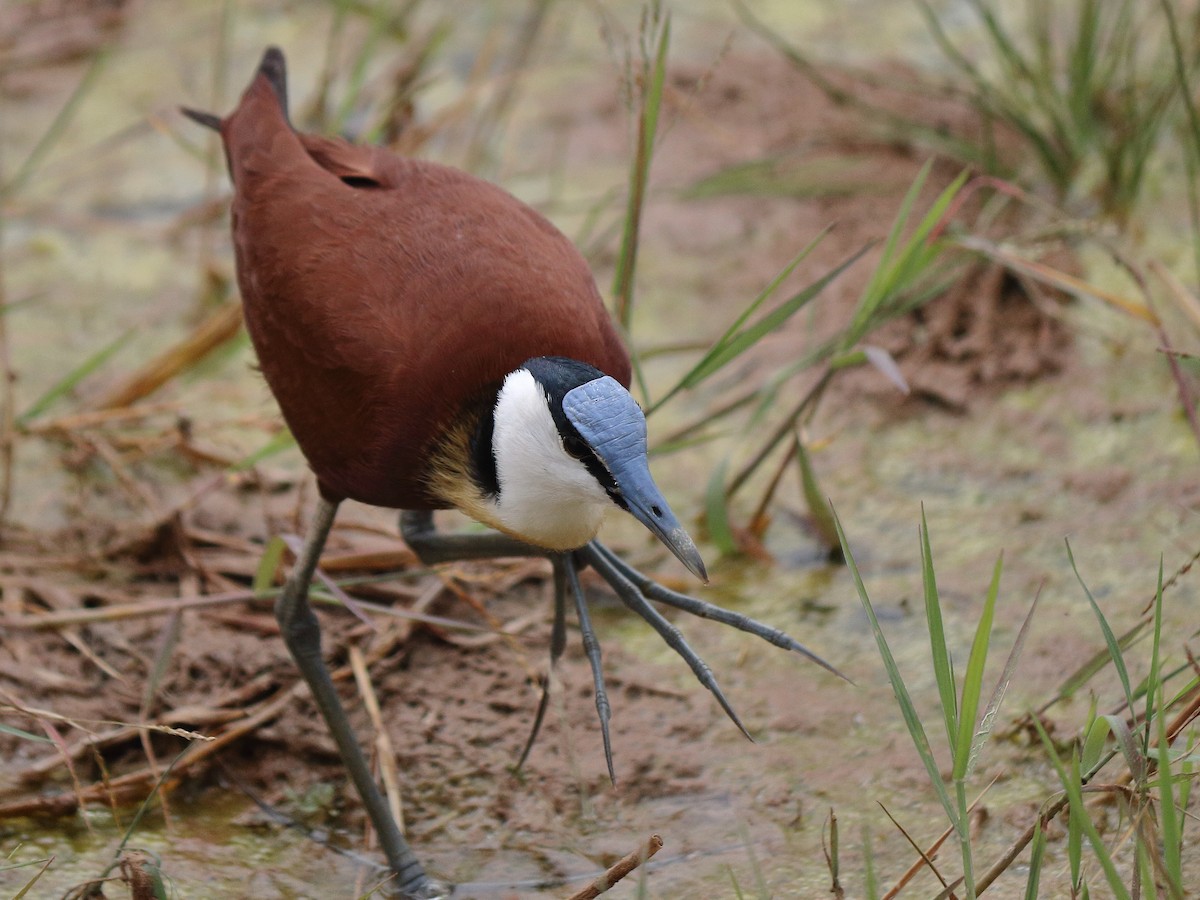 African Jacana - ML610162889