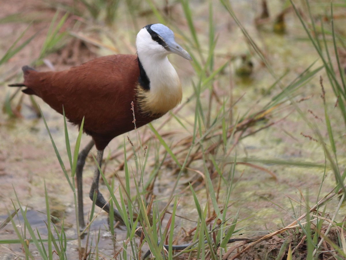 African Jacana - ML610162890