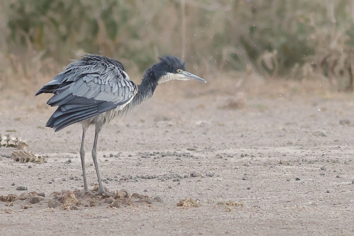 Black-headed Heron - Manjusha Savant