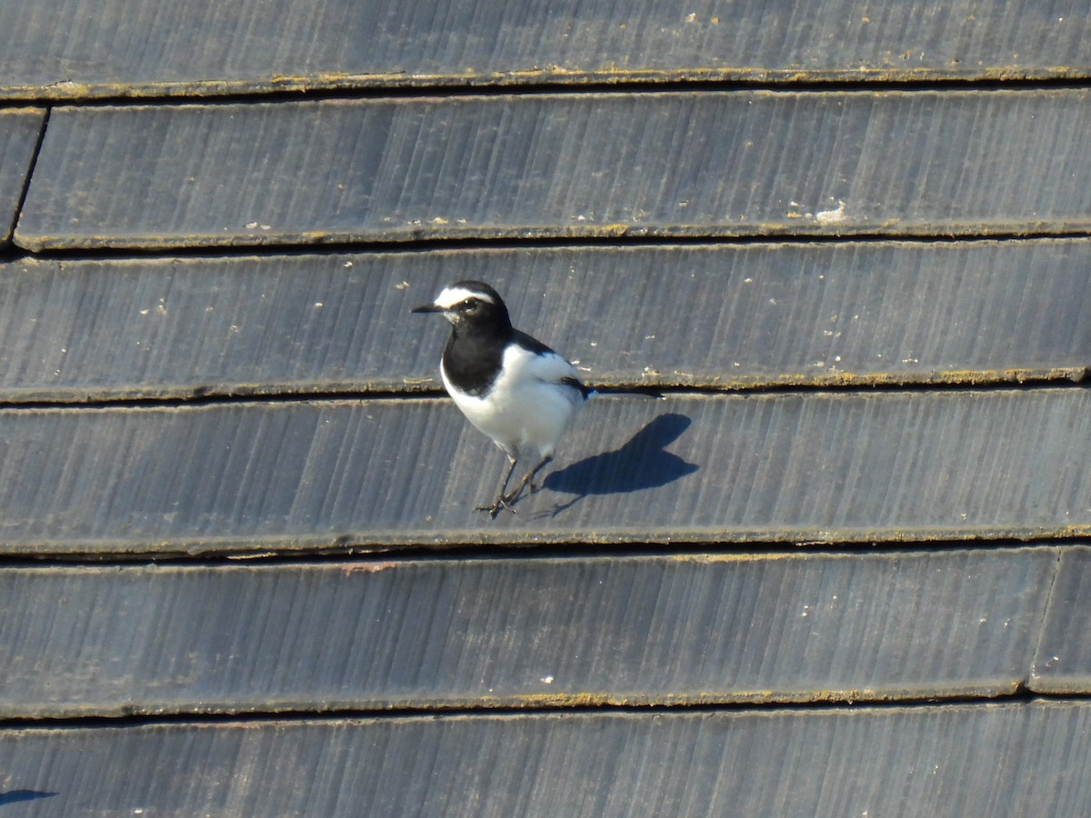 Japanese Wagtail - ML610163005