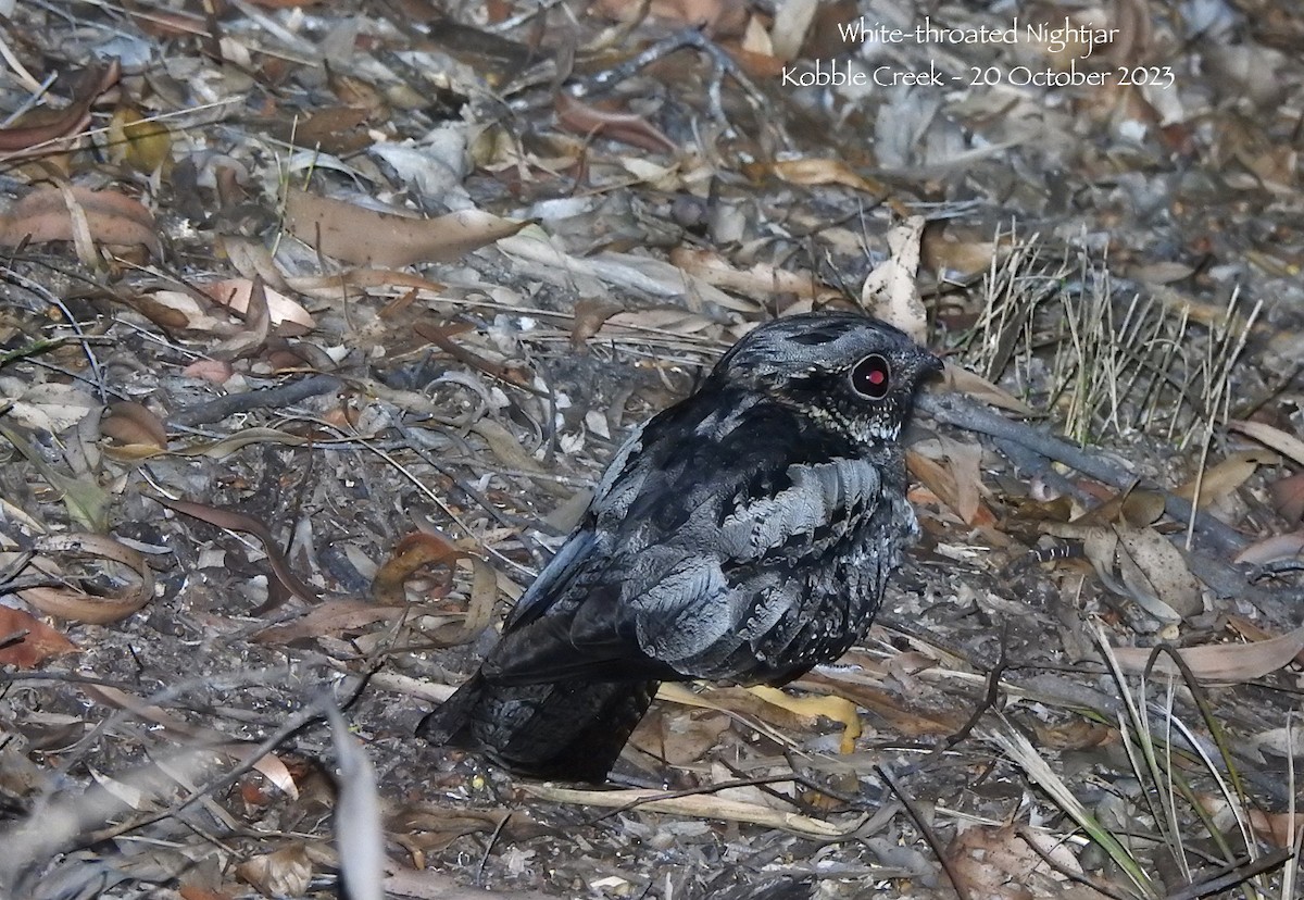 White-throated Nightjar - Marie Tarrant