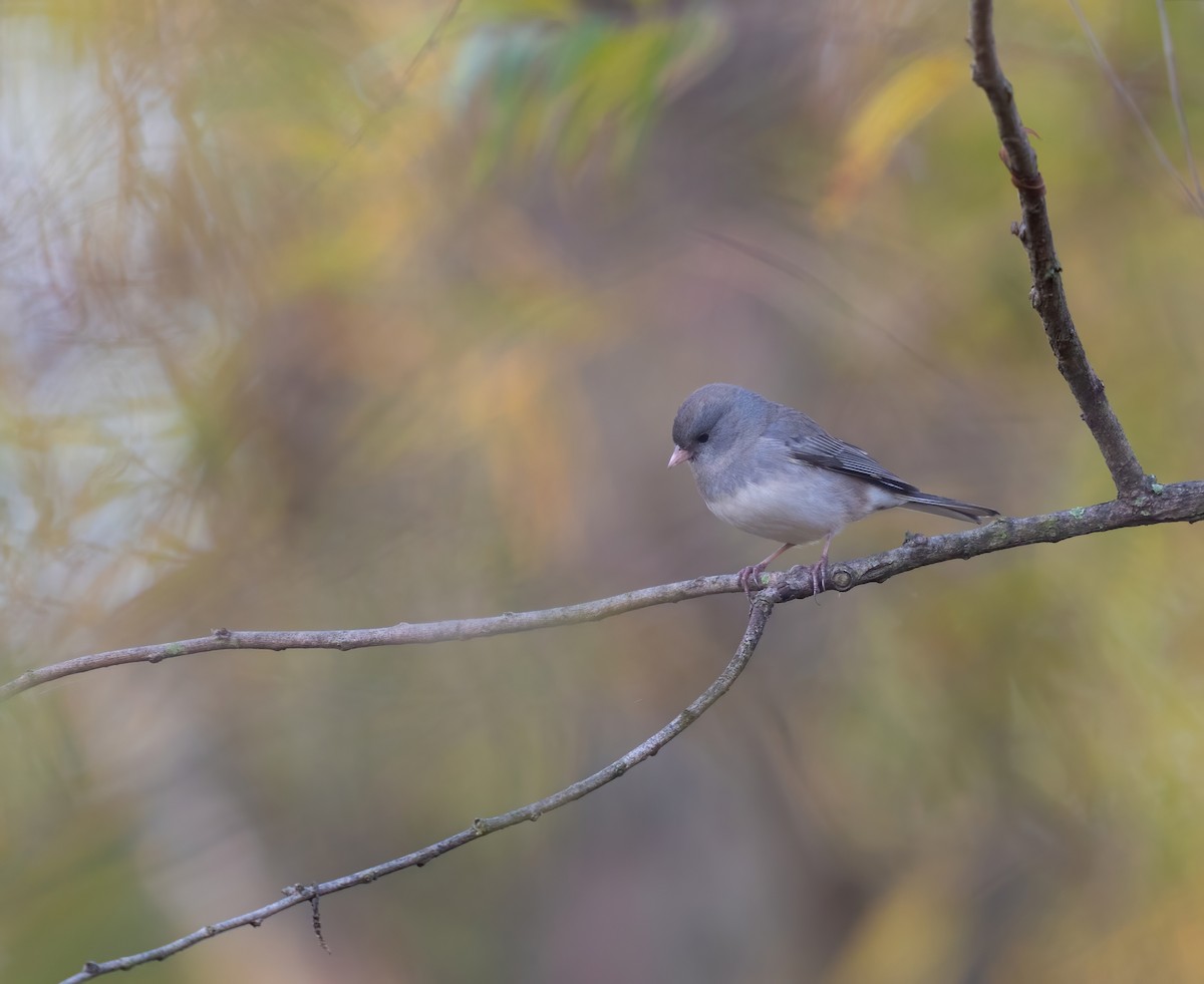 Dark-eyed Junco - ML610163016