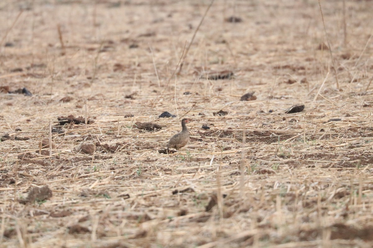 Francolin de Swainson - ML610163073