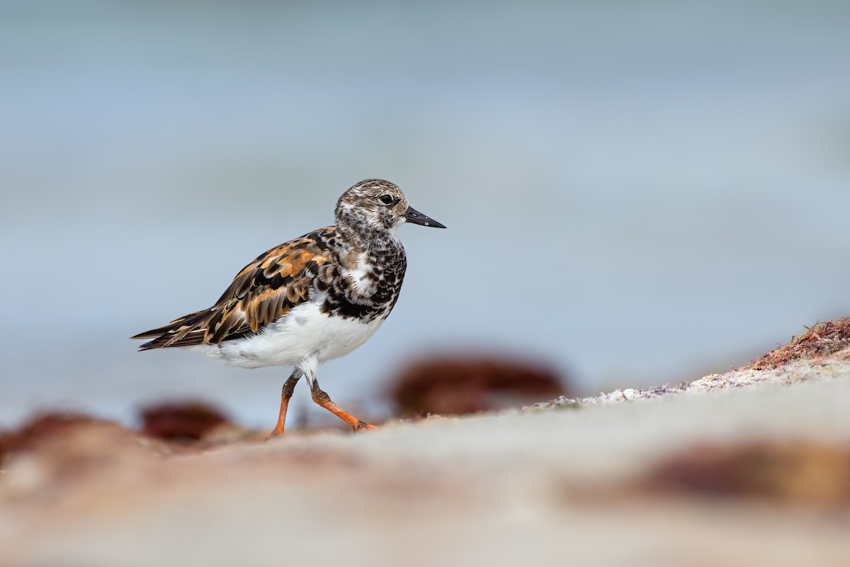 Ruddy Turnstone - ML610163103