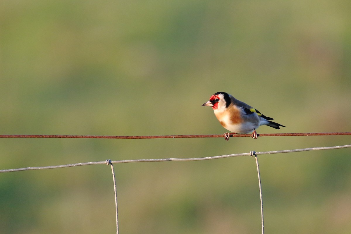 European Goldfinch - ML610163181