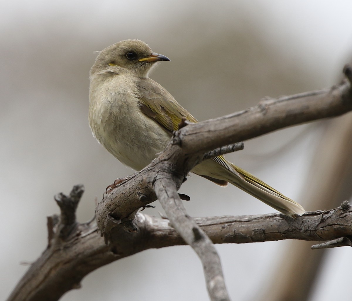 Fuscous Honeyeater - ML610163220