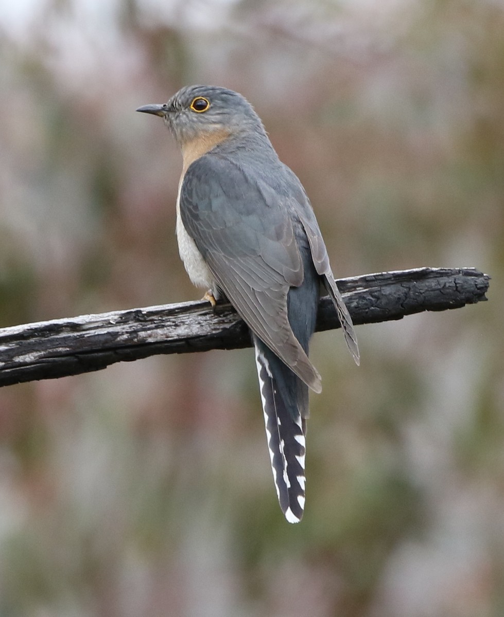 Fan-tailed Cuckoo - ML610163222