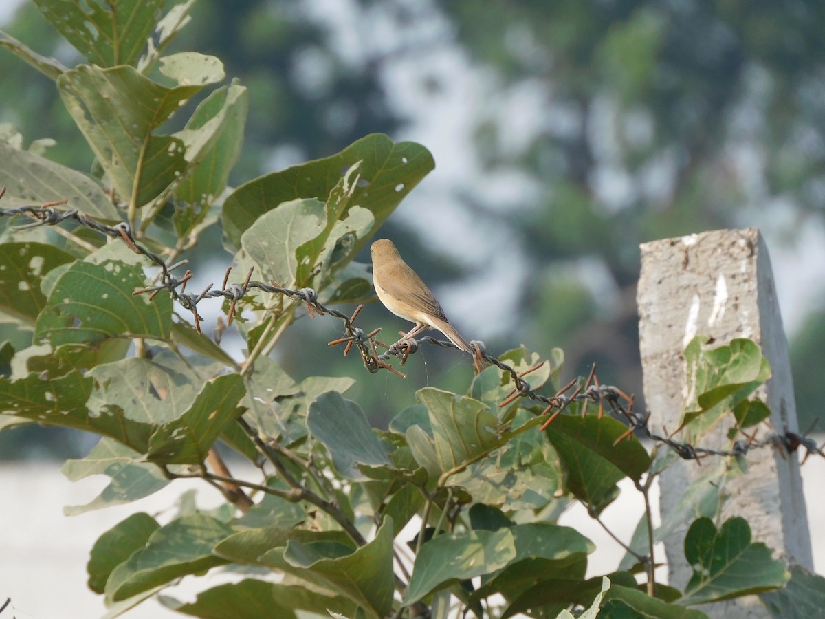 Booted Warbler - ML610163298