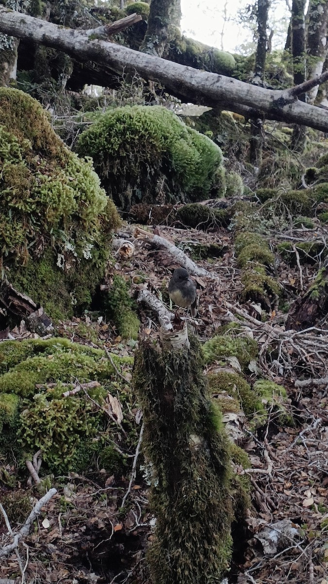 South Island Robin - Keegan Miskimmin