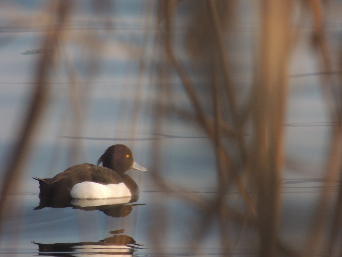 鳳頭潛鴨 - ML610163334